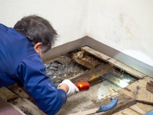 Best Local Mold Removal Service  in Kingston, TN