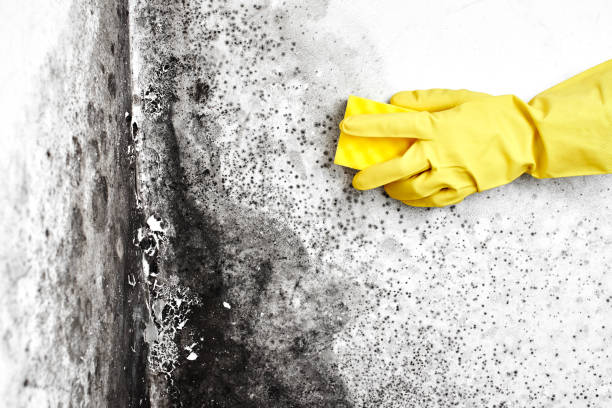Best Black Mold Removal  in Kingston, TN