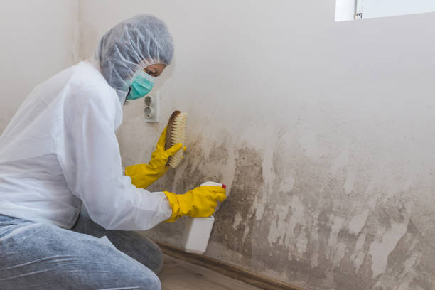 Best Commercial Mold Removal  in Kingston, TN