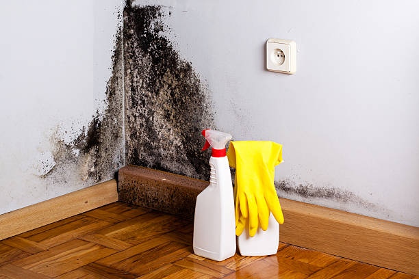 Best Home Mold Removal  in Kingston, TN