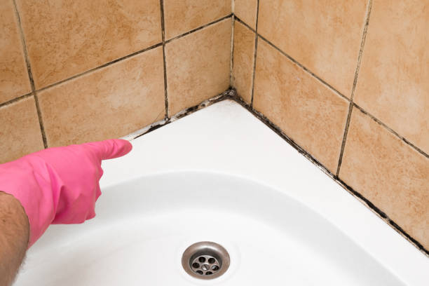 Best Fast Mold Removal  in Kingston, TN