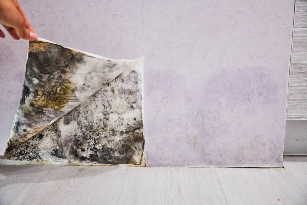 Best Same-Day Mold Removal  in Kingston, TN